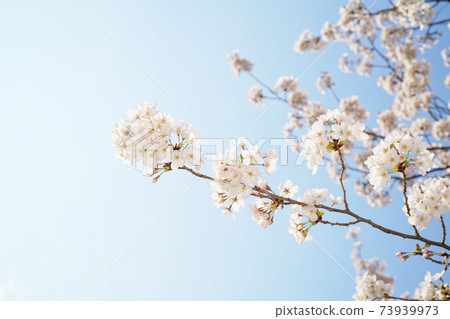 Cherry Blossoms Cherry Blossoms 73939973