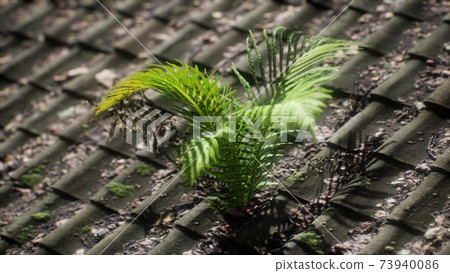 moss and fern on old roof moss and fern on old roof 73940086