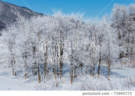 北海道冬季景觀富良野霧e 北海道冬季景觀富良野霧e 73940773
