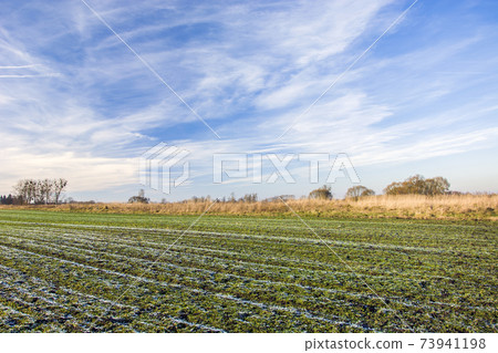 Frozen water and frost on a green field with winter grain, white clouds on the sky 73941198
