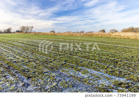 Frozen water and frost on a green field with winter grain, clouds on the sky 73941199