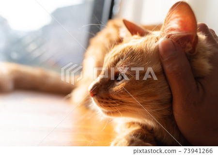Live with a cat, tea tabby cat Live with a cat, tea tabby cat 73941266