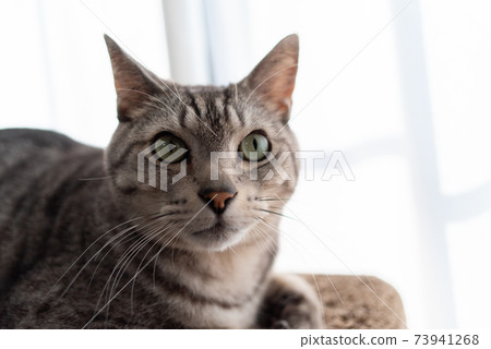 Sabatra cat, a cat that spends time leisurely Sabatra cat, a cat that spends time leisurely 73941268