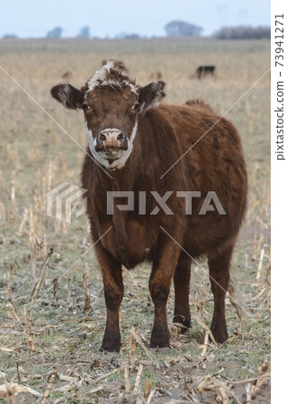 Cow in the field Cow in the field 73941271