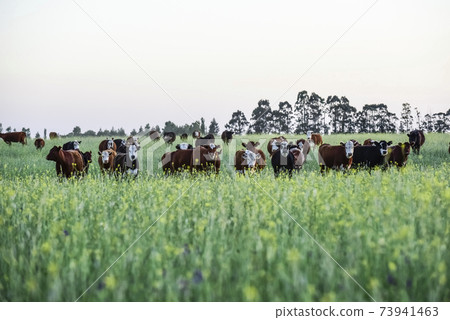 Grass feed, Cow, La Pampa, Argentina Grass feed, Cow, La Pampa, Argentina 73941463