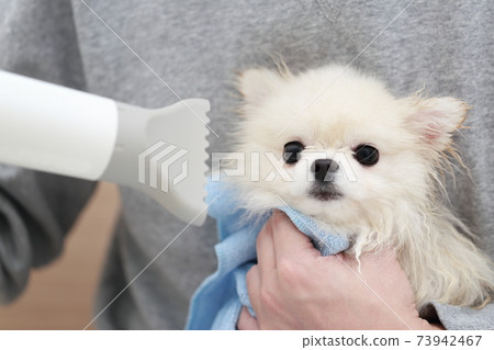 A man who dries his hair with a hair dryer after shampooing his dog Pomeranian 73942467
