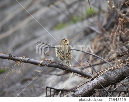 Olive-backed pipit perching on a tree branch 73942539
