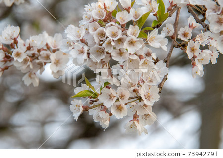 岡山縣真庭市1000歲的Daigo Sakura 73942791