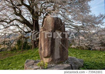 岡山縣真庭市1000歲的Daigo Sakura 73942801