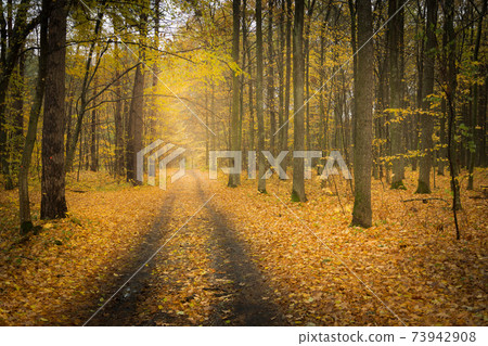 Dirt road through the autumn yellow forest Dirt road through the autumn yellow forest 73942908