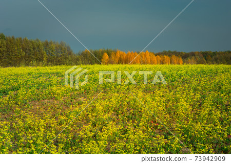 Yellow rape field, autumn forest and evening sky Yellow rape field, autumn forest and evening sky 73942909