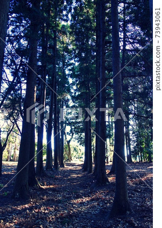 Side view of Japanese cedar trees Vertical orientation 2 Side view of Japanese cedar trees Vertical orientation 2 73943061
