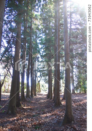 Side view of Japanese cedar trees and sunlight vertical direction 1 Side view of Japanese cedar trees and sunlight vertical direction 1 73943062