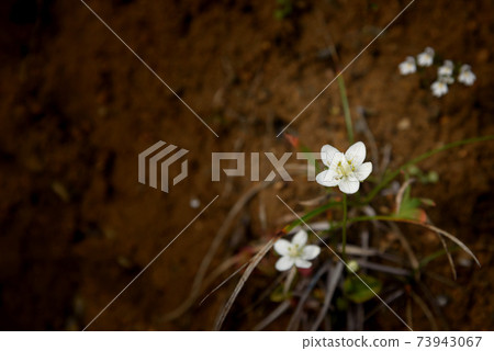 Marsh grass of Parnassus blooming in the Tanigawa mountain range Marsh grass of Parnassus blooming in the Tanigawa mountain range 73943067