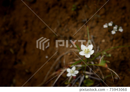Marsh grass of Parnassus blooming in the Tanigawa mountain range Marsh grass of Parnassus blooming in the Tanigawa mountain range 73943068