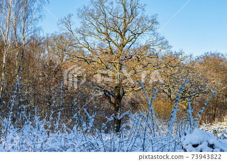 A tree covered in snow a crispy cold winter day in a forest. Picture from Eslov, Sweden A tree covered in snow a crispy cold winter day in a forest. Picture from Eslov, Sweden 73943822