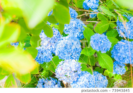 可愛的花 可愛的花 73943845