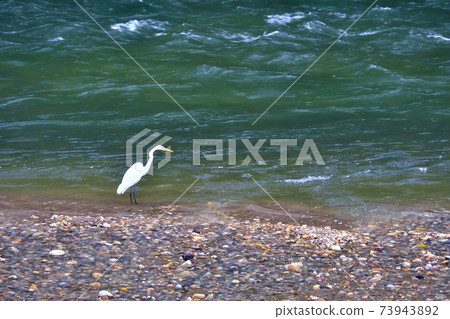 Heron Heron 73943892