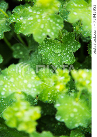 葉子與waterdrop 73943952