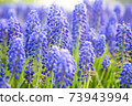 Lavender flowers 73943994
