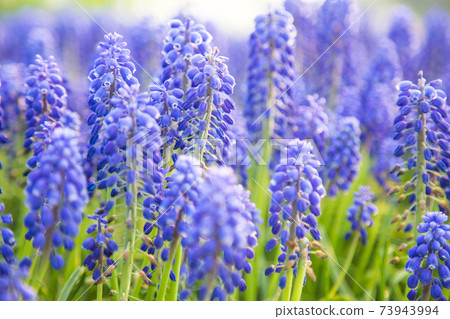 薰衣草花 薰衣草花 73943994