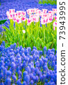Lavender flowers 73943995