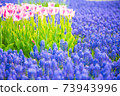 Lavender flowers 73943996