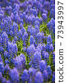 Lavender flowers 73943997