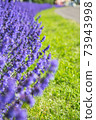 Lavender flowers 73943998