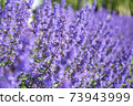 Lavender flowers 73943999