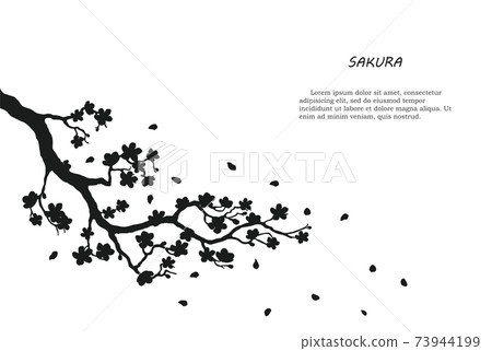 Black silhouette of sakura on white background. Isolated tree branch Black silhouette of sakura on white background. Isolated tree branch 73944199