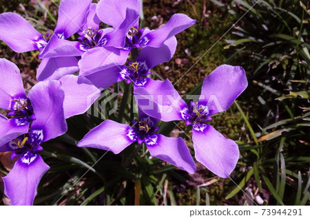 Chiriayame with beautiful three petals Chiriayame with beautiful three petals 73944291