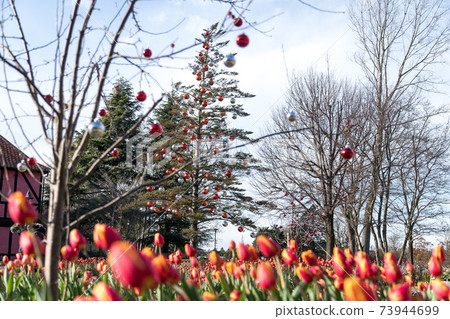 Ice Tulip, Funabashi City, Chiba Prefecture, Japan Ice Tulip, Funabashi City, Chiba Prefecture, Japan 73944699