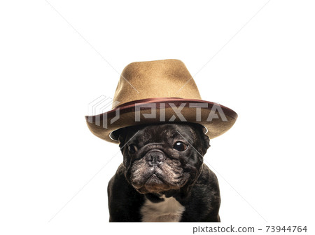 image of dog hat white background image of dog hat white background 73944764