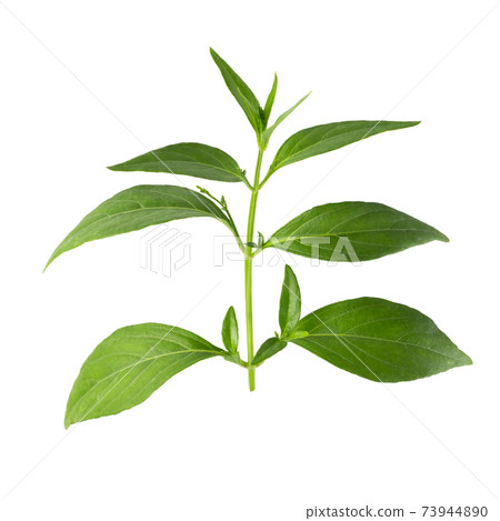 Green Chirayta, king of bitters leaf isolated on awhite background Green Chirayta, king of bitters leaf isolated on awhite background 73944890
