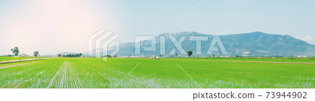 paddy field to use as web banner or header paddy field to use as web banner or header 73944902