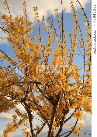 Forsythia 73945018
