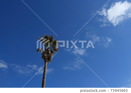 風景,藍天,棕櫚樹 風景,藍天,棕櫚樹 73945665