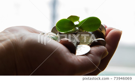 palm with money and a green stalk palm with money and a green stalk 73946069