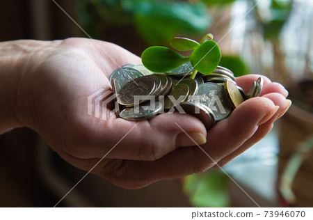 palm with money and a green stalk palm with money and a green stalk 73946070
