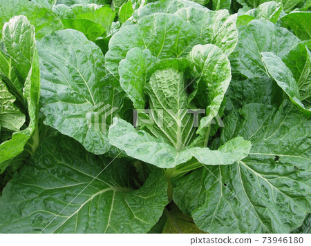 大白菜田間生長 73946180
