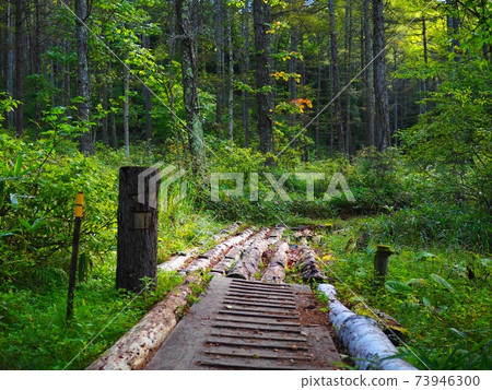 Forest walk Forest walk 73946300