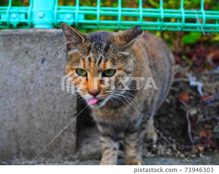 Cat Cat 73946303