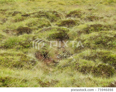 Southern Alps, hexagonal soil 73946898