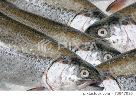 Close up of fresh trout fishes Close up of fresh trout fishes 73947056