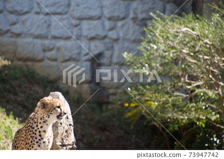 獵豹  獵豹 73947742