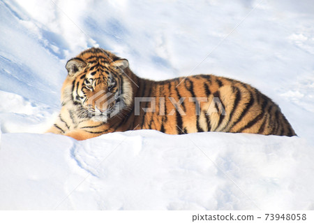 Wild siberian tiger is lying on a white snow. Wild siberian tiger is lying on a white snow. 73948058