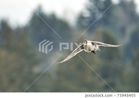 A male of a blue-winged magpie flies Burnaby British Columbia Canada 73948405