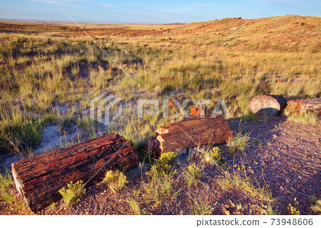 Petrified tree 73948606