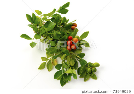 九裡香 九裡香 73949039